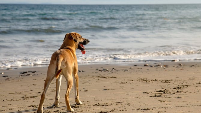 Dog-Friendly Beaches at the Jersey Shore: Rules, Seasons, and Fines by Town